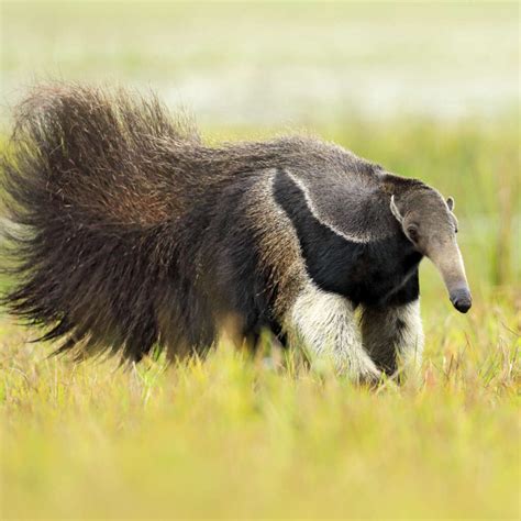 14 Educative Facts About Anteaters - Factopolis