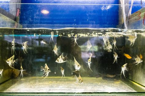 Java Tropical Fish Farm 的图像结果