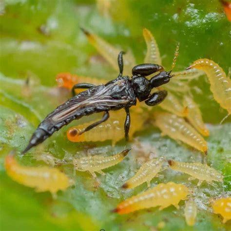 Can You Use Neem Oil To Get Rid Of Thrips?