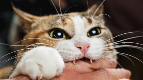猫咬手说明什么怎么训练制止 - 哔哩哔哩