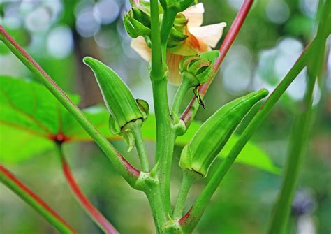 Okra Companion Plants | Kellogg Garden Organics™