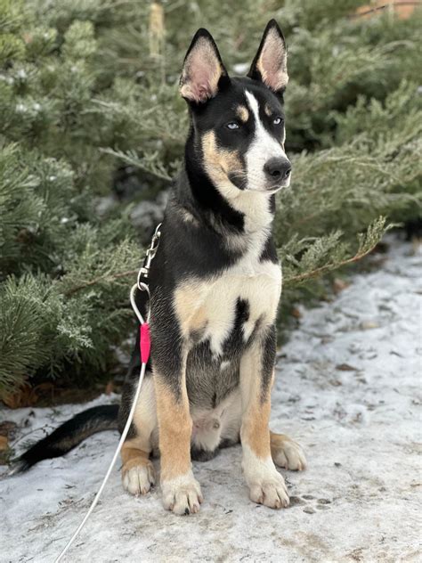 Husky Mix German Shepherd German Shepherd Husky Mix Weight 2025