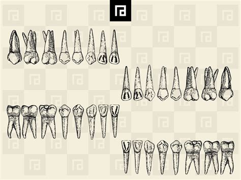 Human Teeth SVG PNG Bundle, Hand-drawn Permanent Teeth, Deciduous Teeth ...
