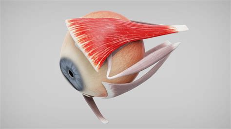 Musculus levator palpebrae superioris - DocCheck