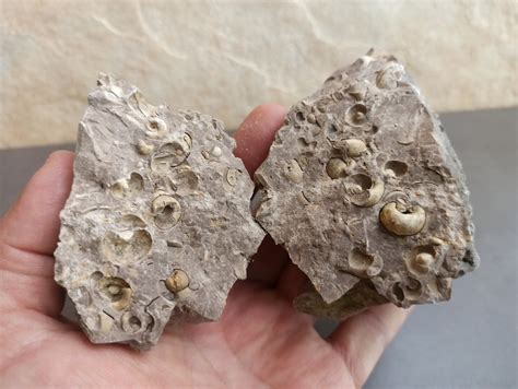 Fossil Spanish Translator at Nora Weeks blog