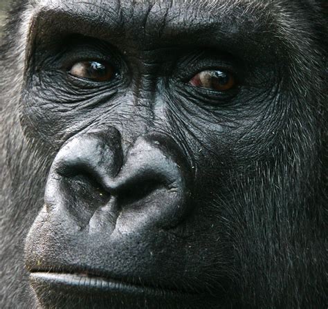 ShishirPatilgorilla