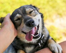 Image result for for the love of dogs news