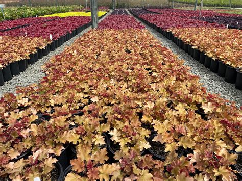 Heuchera 'Marmalade' - Devil Mountain Wholesale Nursery