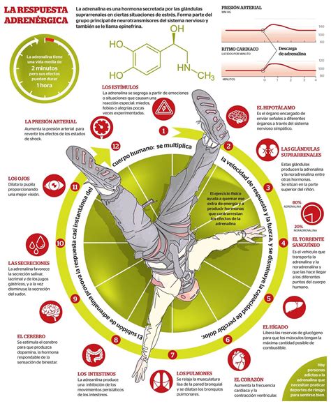 La biología de la adrenalina y su función en el deporte