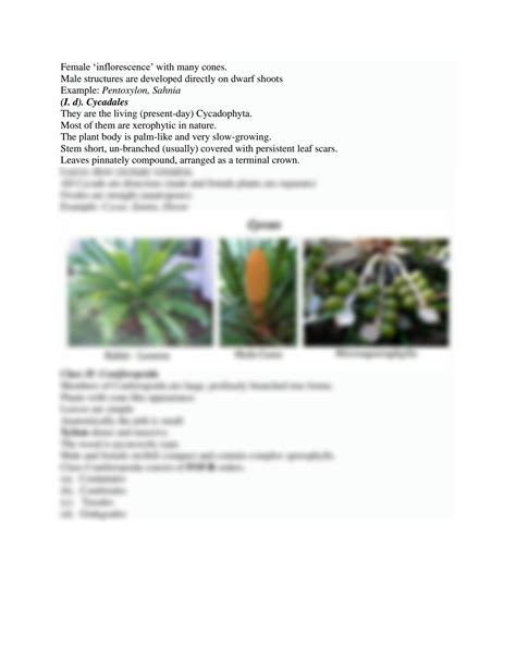 SOLUTION: Classification of gymnosperms by sporne 1 - Studypool