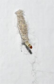 insettini bianchi in casa bruco larva specie di insetto 232 forum natura insettini bianchi in casa bruco larva specie di insetto 232 forum natura