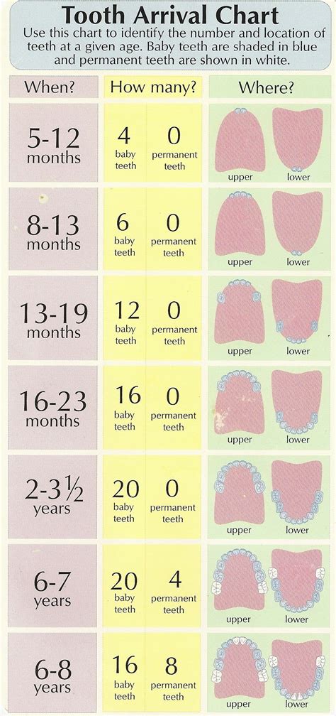 Tooth Loss Age Chart - Educational Chart Resources