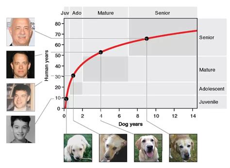 1岁的狗的年龄等于31岁的人 - 生物通