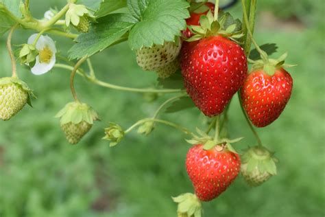 How to Grow the Best Strawberries for Next Year: It Starts in the Fall ...