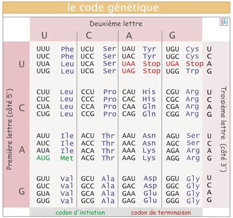 Image result for Code Genetique Exercice