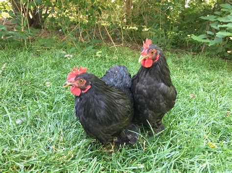 Cochin For Sale | Chickens | Breed Information | Omlet