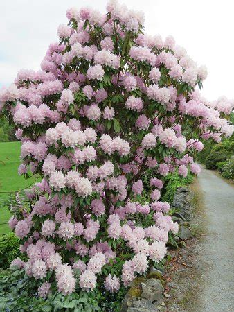 Holehird Gardens (Windermere) - 2019 What to Know Before You Go (with ...