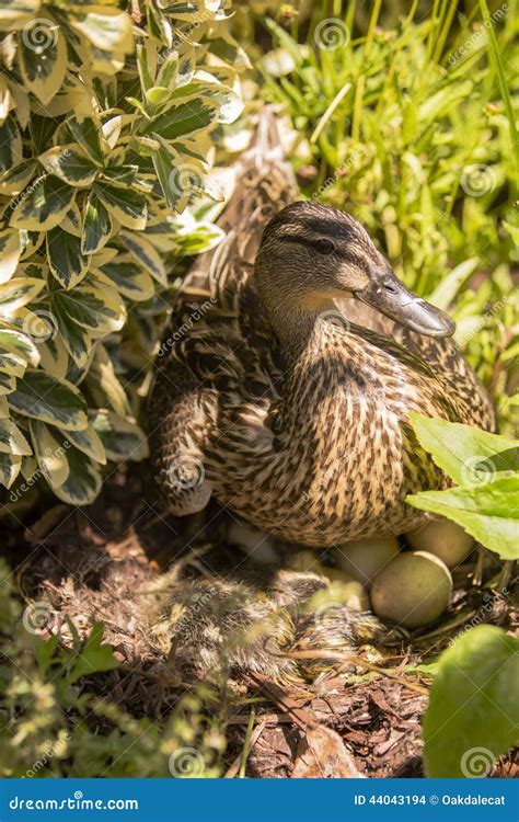 Hatching Eggs Duck