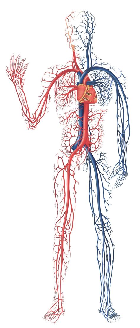 Image result for Circulatory System Diagram without Labels