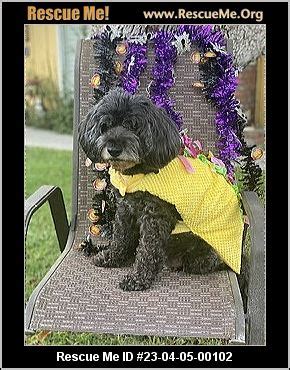 - California Cockapoo Rescue - ADOPTIONS - Rescue Me!