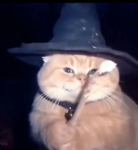 Cat wizard meme pfp | Funny cute cats, Cute fat cats, Funny animal images