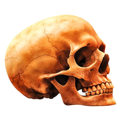 Realistic Human Skull Model with Detailed Texture and Shading 55661647 PNG