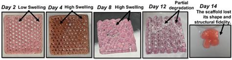 Extrusion 3D (Bio)Printing of Alginate-Gelatin-Based Composite ...