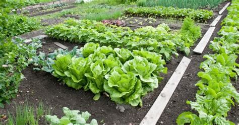 Image result for Soil Bio Technology