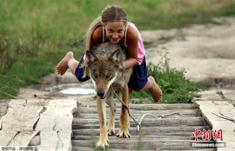 另类俄罗斯家庭将狼作为宠物 10岁女孩骑狼狂奔-公益频道