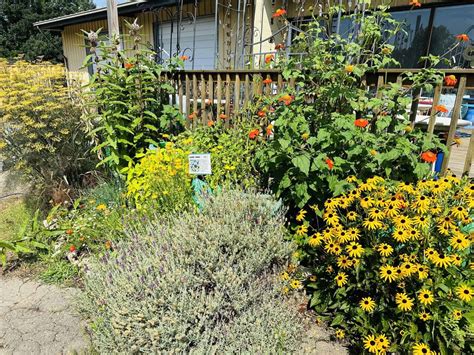 Reems Creek Nursery: My Budget Hacks – Asheville Gardener