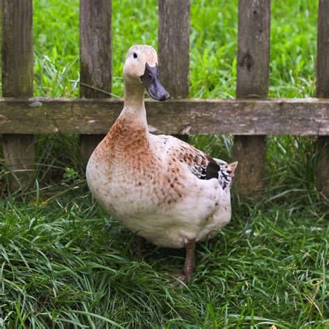 Hatching Eggs: Welsh Harlequin Duck, Pond Pals Location - My Pet Chicken