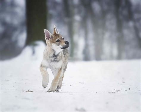 Czechoslovakian Wolfdog: Breed Characteristics & Care