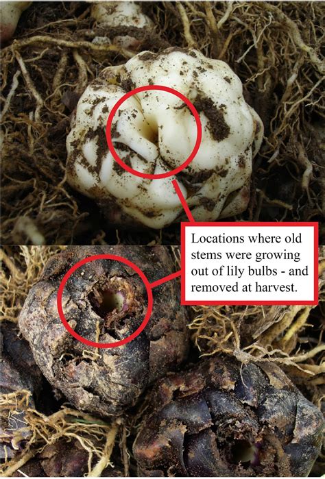 How To Plant Lily Bulbs - Plant Ideas