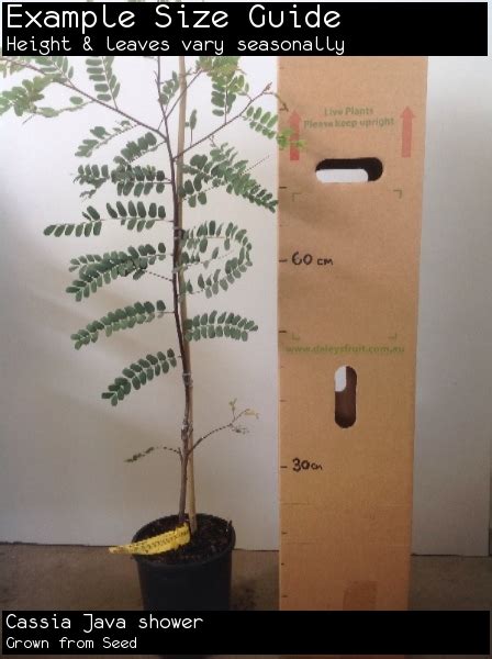 Java Shower 的图像结果