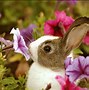 Image result for Spring Bunnies Background