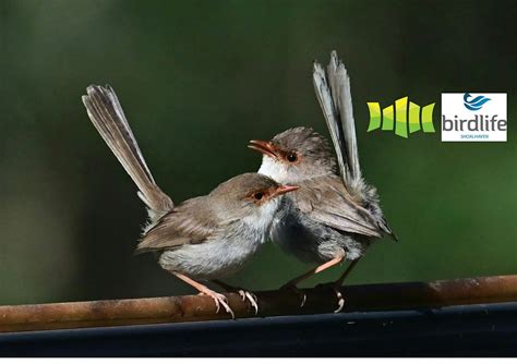 Backyard Birds with Birdlife Shoalhaven - Sanctuary Point Library ...