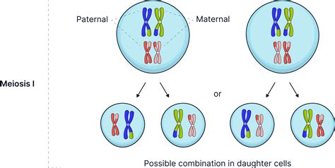 How meiosis gives rise to variation - AQA A-Level Biology
