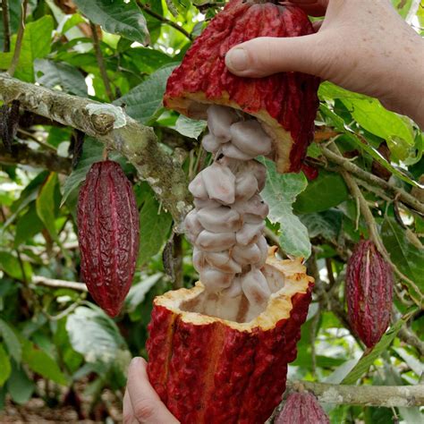 Cocoa Fruit Harvesting – Cocoa bean Processing – Cocoa Processing To ...