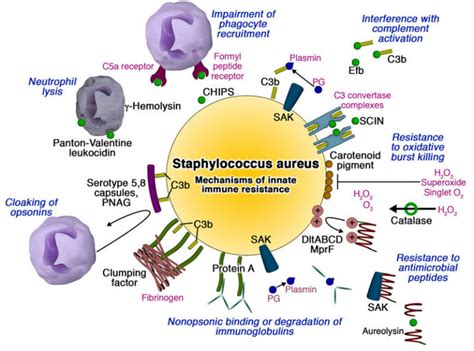 Image result for Staphylococcus Aureus Pathogenicity