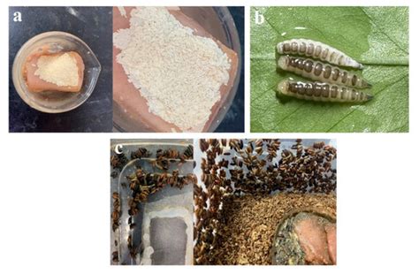 Developmental Indicators of Chrysomya nigripes Aubertin under Different ...