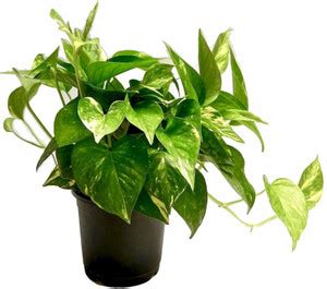 Root Bridges Money Plant Price in India - Buy Root Bridges Money Plant ...
