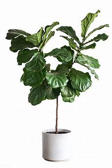 Industrial Home With Interior Planting And Transparent Walls by Fiddle Leaf Fig Tree Royalty Free Stock Transparent Png Industrial Home With Interior Planting And Transparent Walls