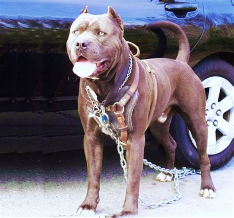 Big Scary Looking Dogs