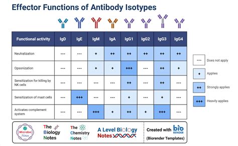 5 Types of Immunoglobulins: IgG, IgM, IgA, IgD, and IgE
