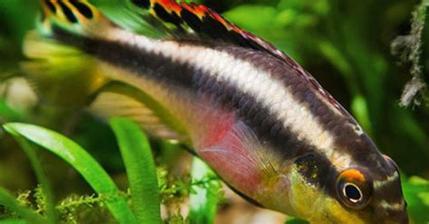 Rainbow Kribensis Fish (pair) | Pelvicachromis pulcher | AQUAstore