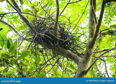A Crow Nests in a Tree Branch in India. Stock Photo - Image of branch, crow: 285933924