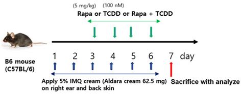 Rapamycin Alleviates 2,3,7,8-Tetrachlorodibenzo-p-dioxin-Induced ...