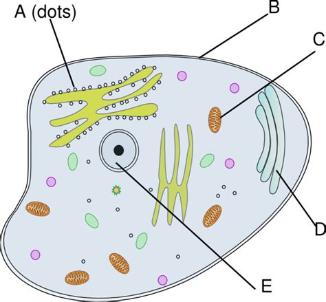 Cell Structure GCSE 的图像结果
