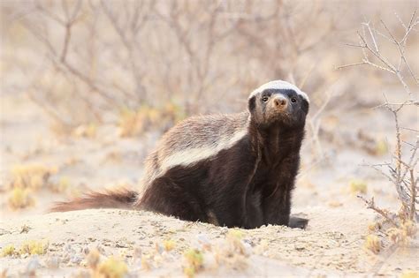 Honey Badger Facts (Mellivora capensis)