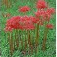 Image result for Everything Reproduction System